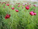 Paeonia tenuifolia