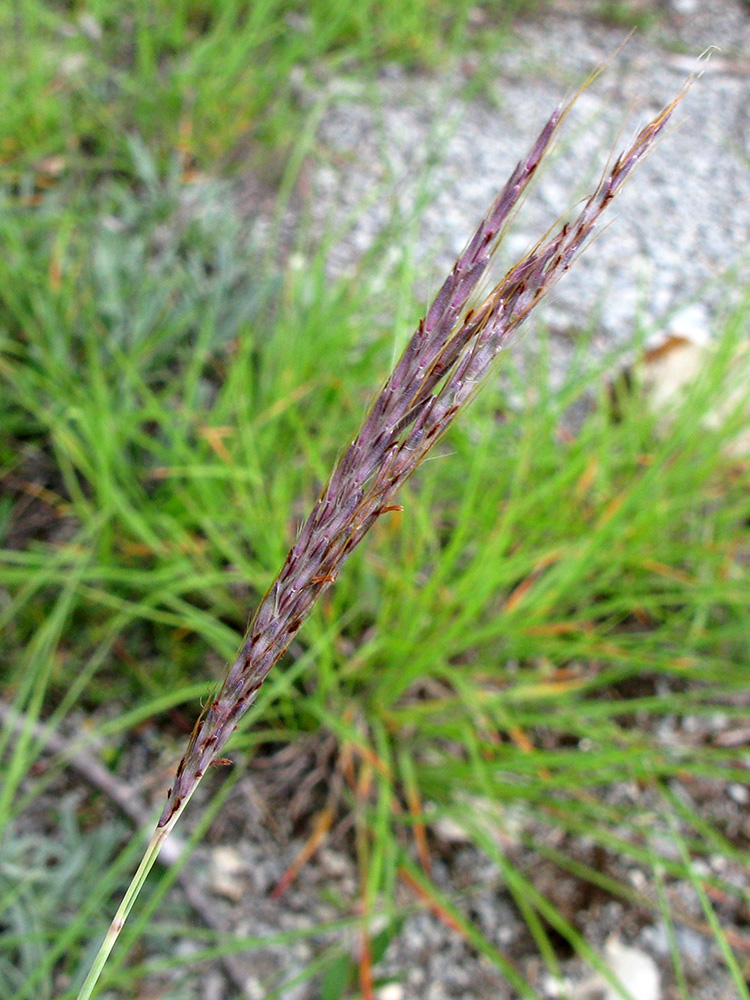 Image of Bothriochloa ischaemum specimen.