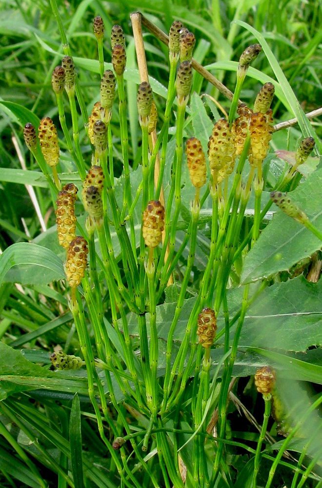 Image of Equisetum ramosissimum specimen.