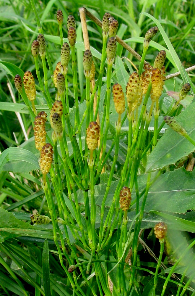 Изображение особи Equisetum ramosissimum.