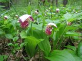 Cypripedium guttatum