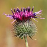 Arctium tomentosum