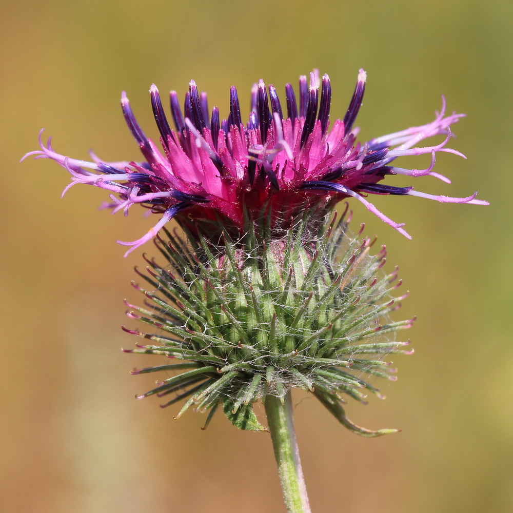 Изображение особи Arctium tomentosum.