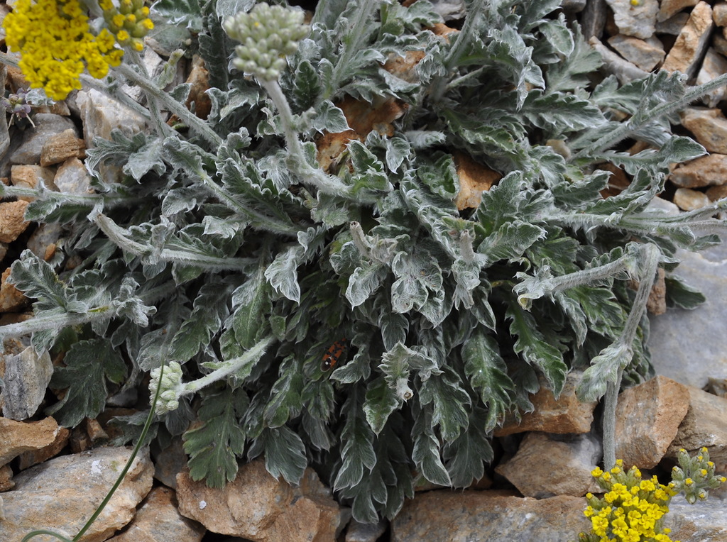 Изображение особи Achillea holosericea.