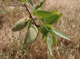 Amygdalus communis. Часть ветви с незрелыми плодами. Южный берег Крыма, пос. Отрадное, рядом с тропой возле виноградника. 25.05.2013.