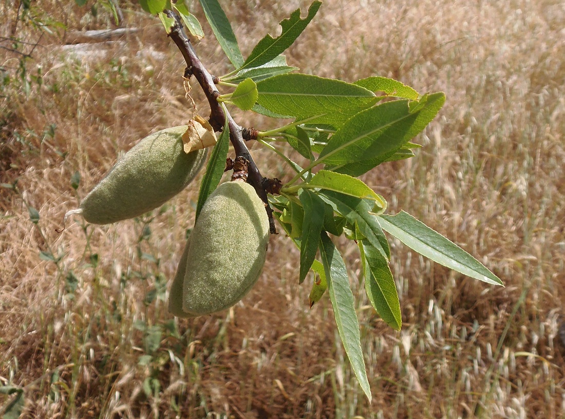 Изображение особи Amygdalus communis.