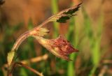 Geum rivale