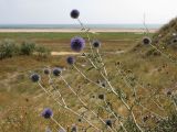 Echinops ruthenicus