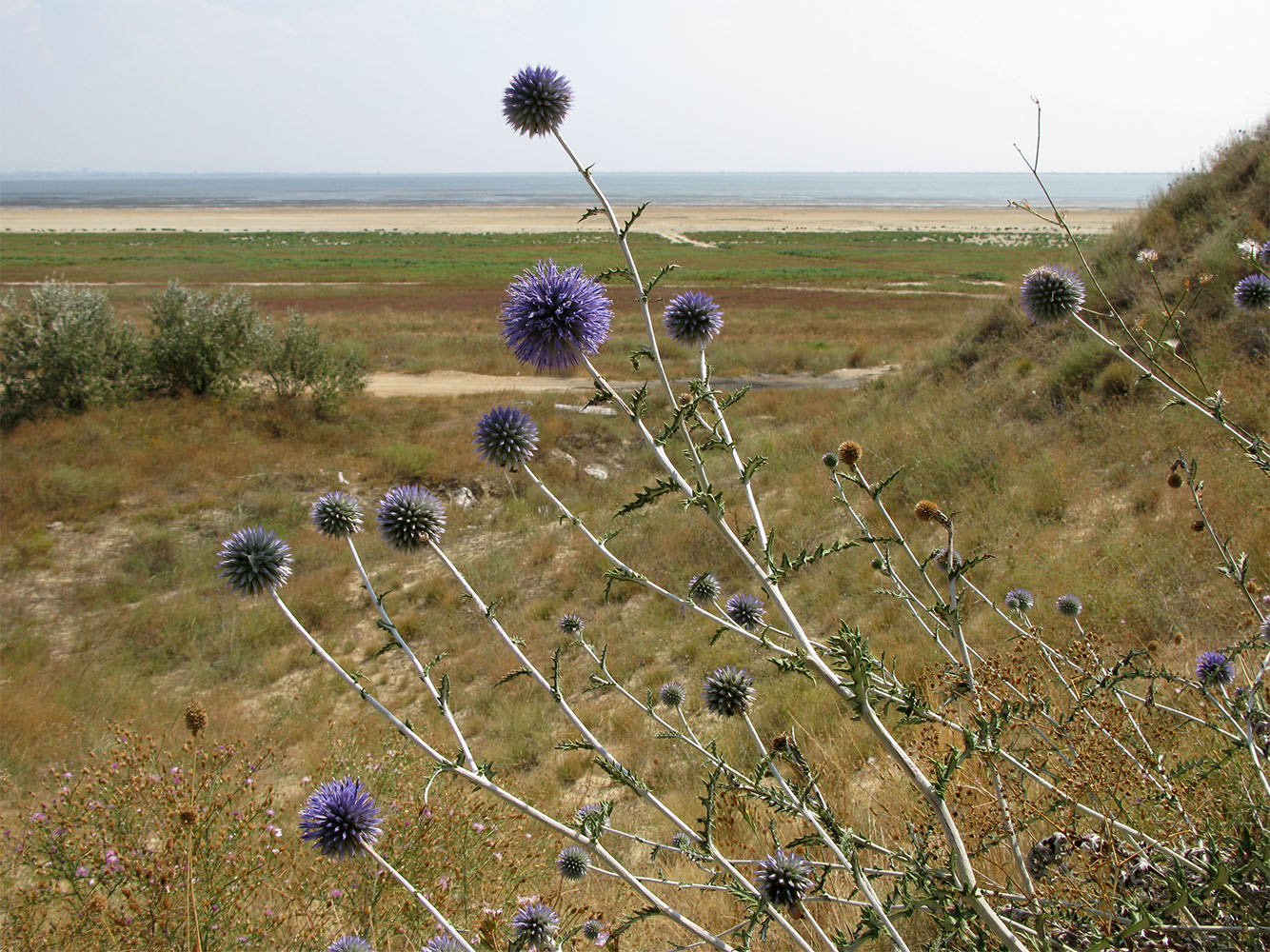 Изображение особи Echinops ruthenicus.