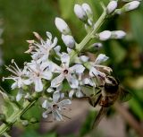 Lysimachia ephemerum