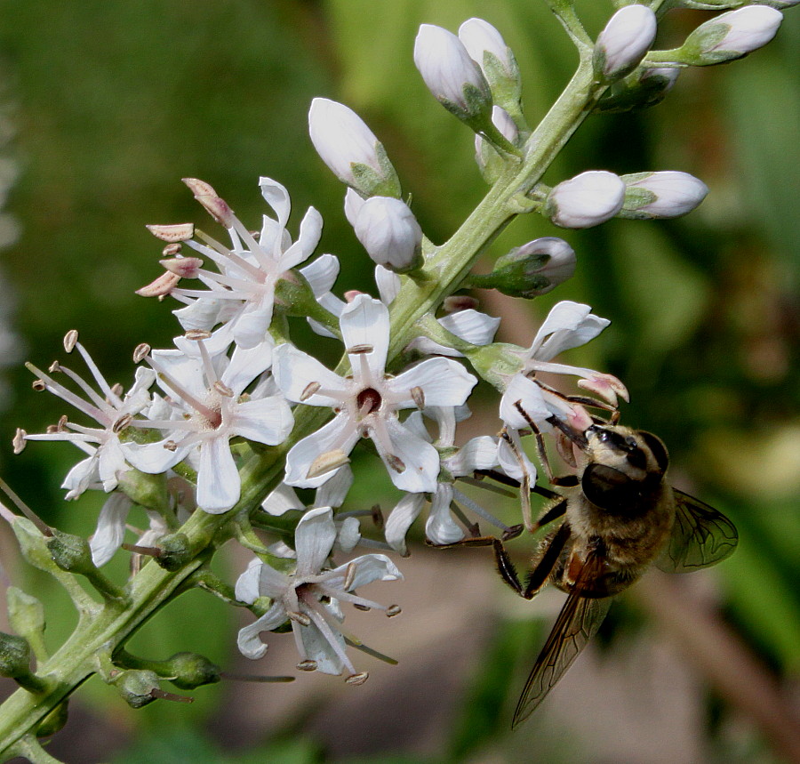 Image of Lysimachia ephemerum specimen.