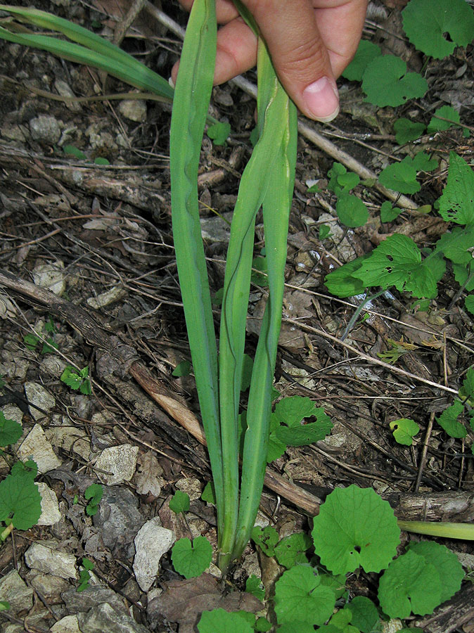 Image of Nectaroscordum bulgaricum specimen.