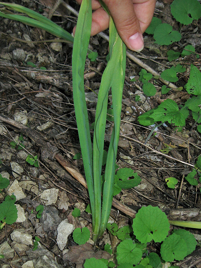 Изображение особи Nectaroscordum bulgaricum.