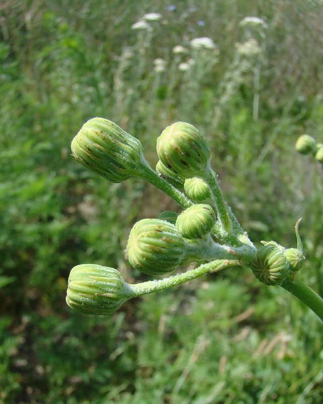 Image of Sonchus arvensis ssp. uliginosus specimen.