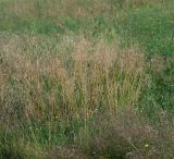 Deschampsia cespitosa