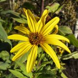 Helianthus tuberosus