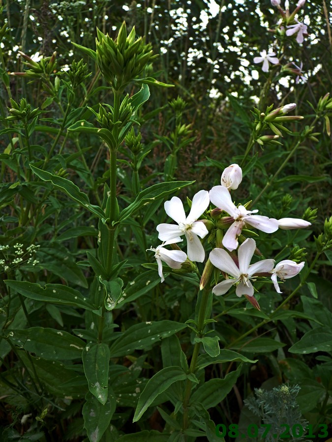 Изображение особи Saponaria officinalis.