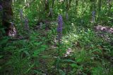 Dactylorhiza urvilleana