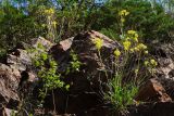 Patrinia intermedia