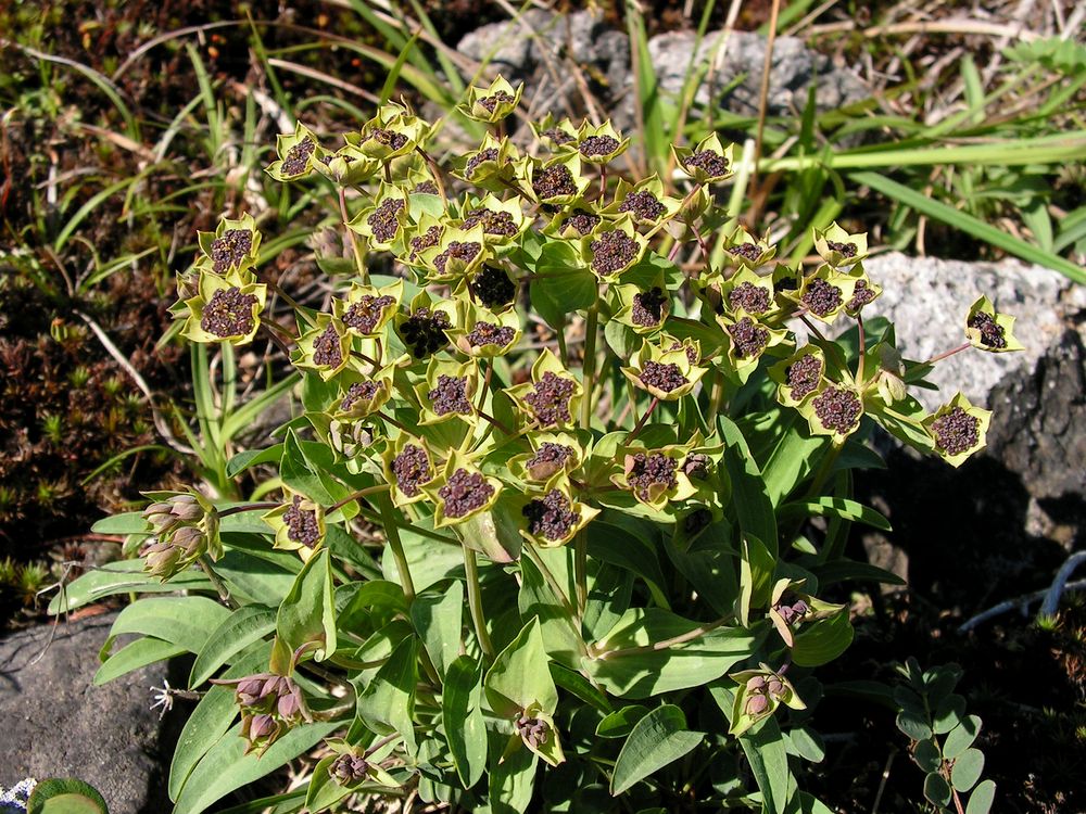 Изображение особи Bupleurum triradiatum.