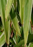 Carex siderosticta