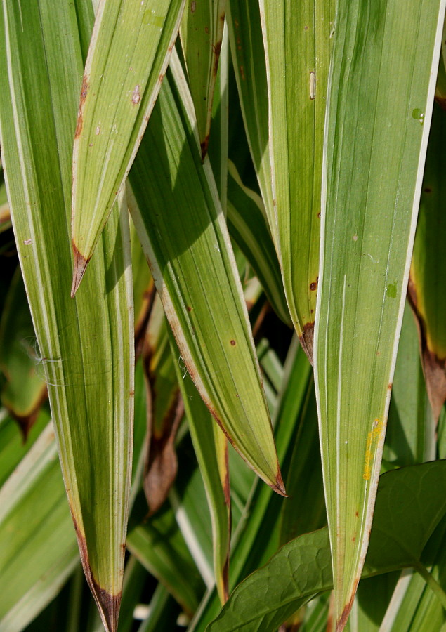 Image of Carex siderosticta specimen.