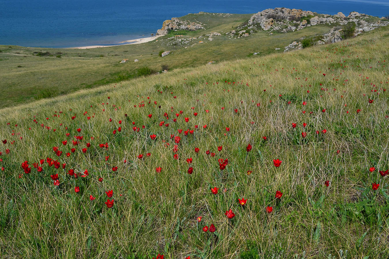 Изображение особи Tulipa suaveolens.