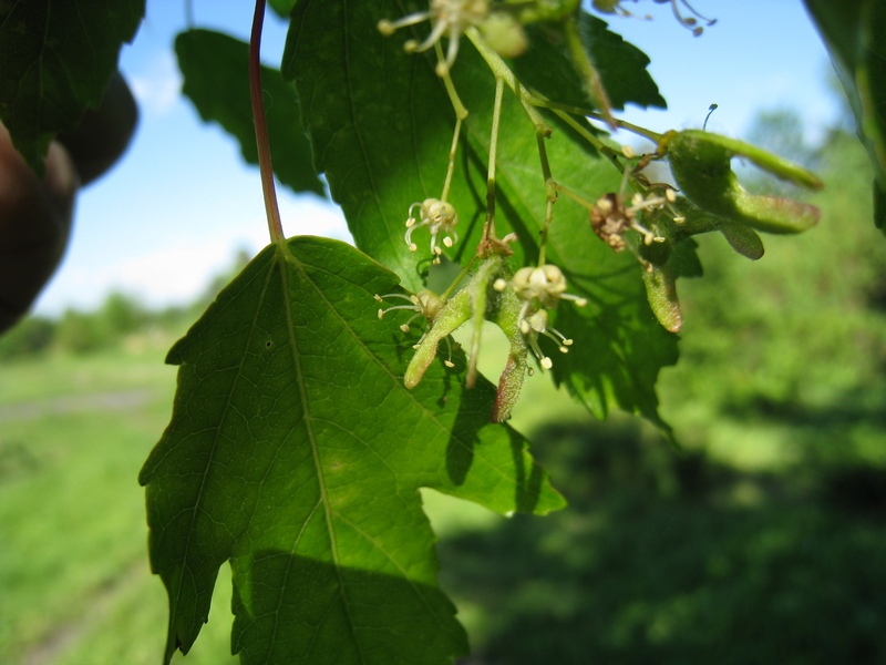 Image of Acer ginnala specimen.
