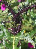 Solanum atropurpureum