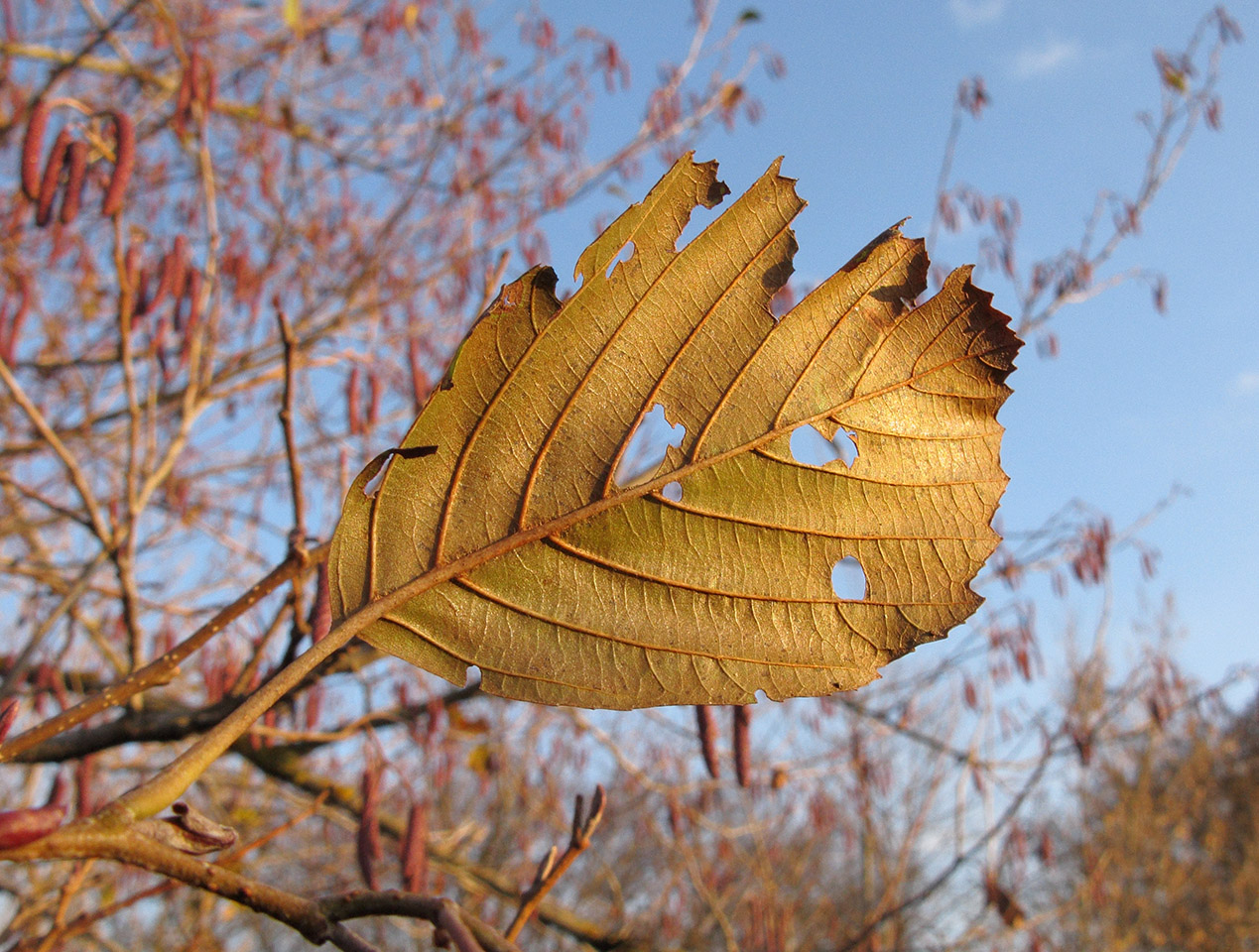 Изображение особи Alnus incana.