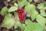 Actaea erythrocarpa