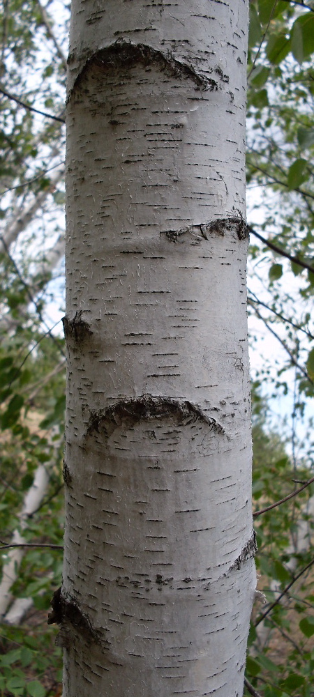 Image of Betula borysthenica specimen.