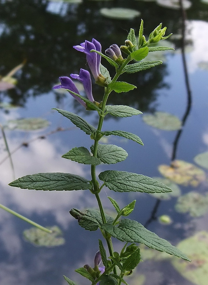 Image of Scutellaria galericulata specimen.