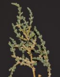 Salsola tetrandra