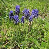 Muscari neglectum. Цветущие растения. Краснодарский край, г. Новороссийск, приморский береговой склон. 06.04.2014.