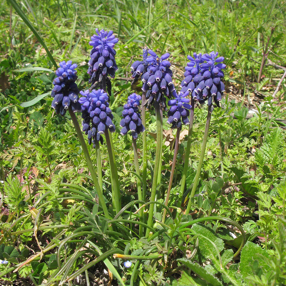 Изображение особи Muscari neglectum.