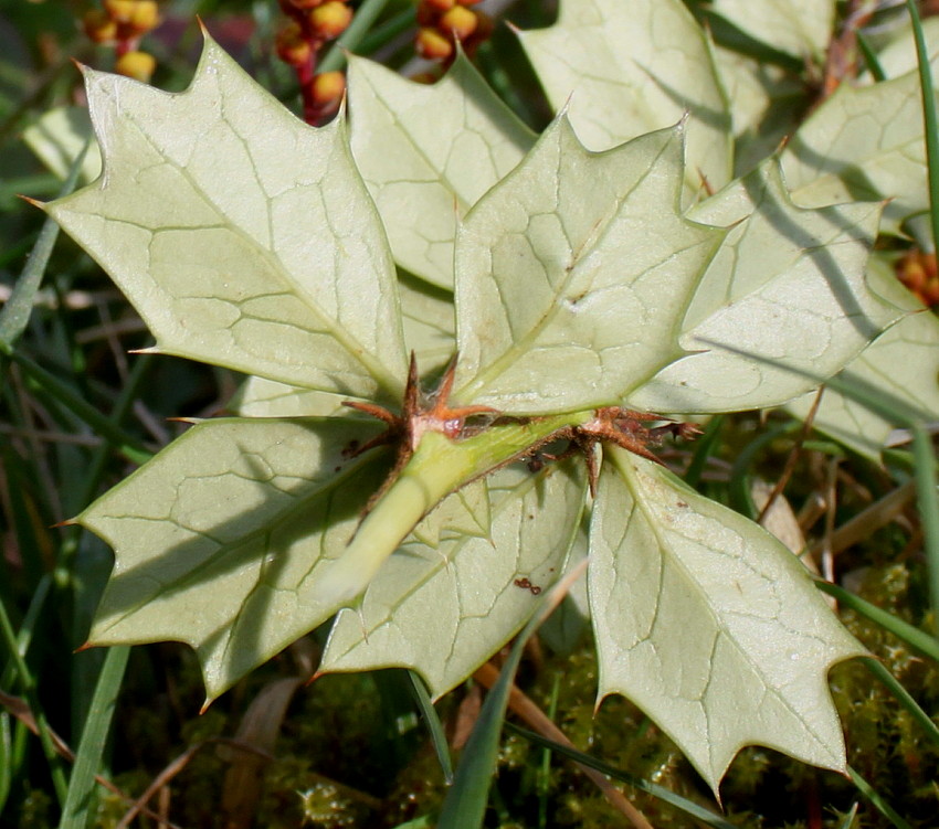 Image of Berberis darwinii specimen.