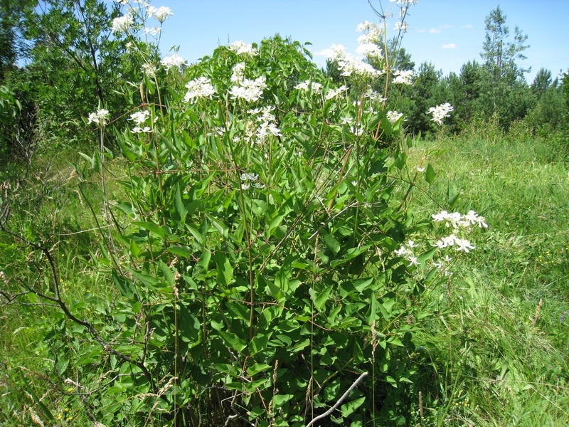 Image of Clematis mandshurica specimen.
