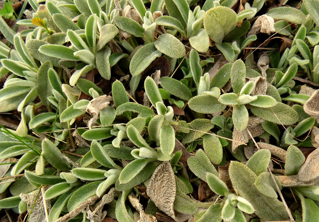 Image of Stachys byzantina specimen.