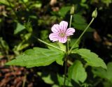 Geranium wilfordii. Верхушка цветущего растения. Владивосток, Ботанический сад-институт ДВО РАН. 05.09.2013.