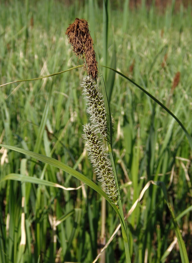 Image of Carex riparia specimen.