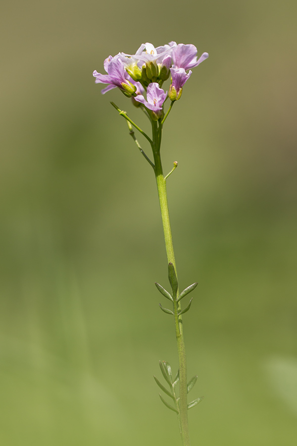 Image of Cardamine seidlitziana specimen.