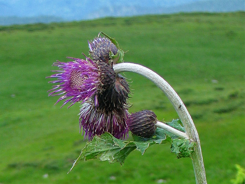 Image of Cirsium waldsteinii specimen.