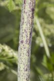 Conium maculatum