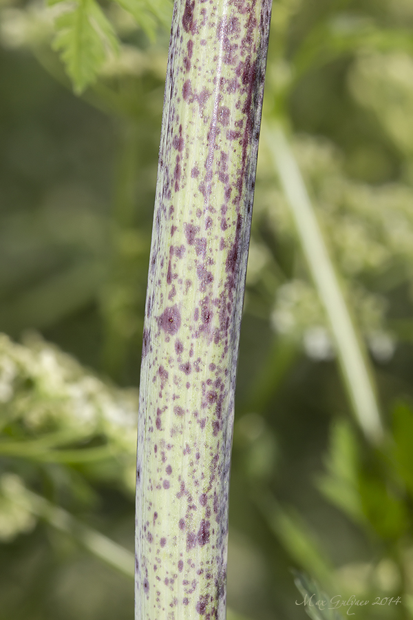 Изображение особи Conium maculatum.