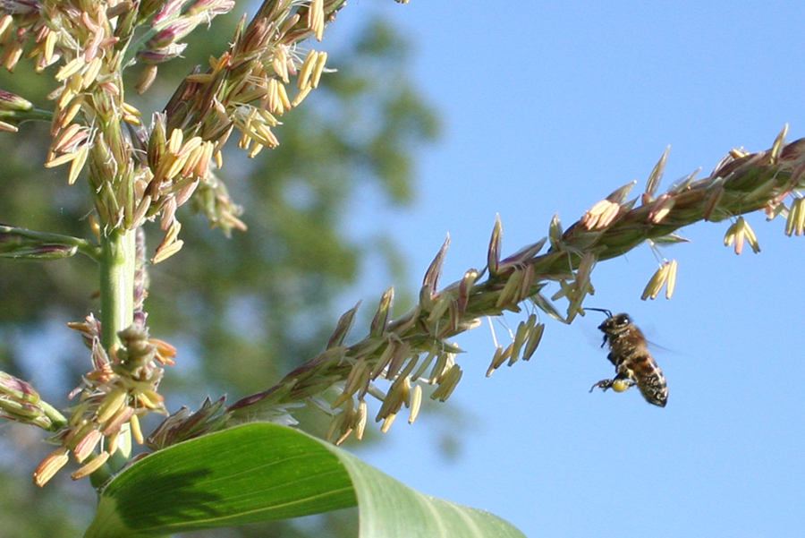 Изображение особи Zea mays.