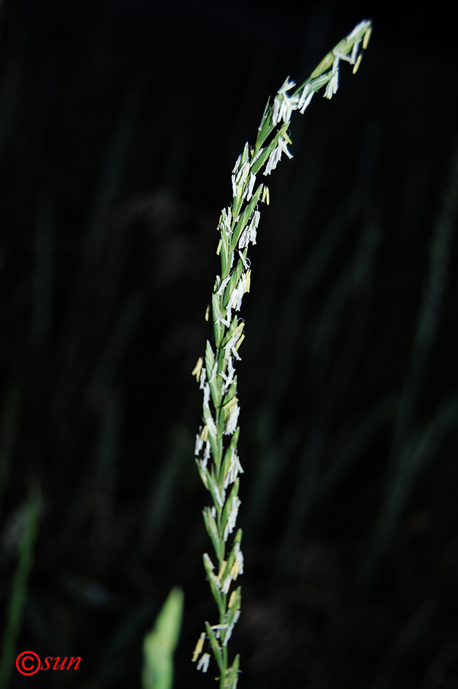 Изображение особи Elytrigia repens.