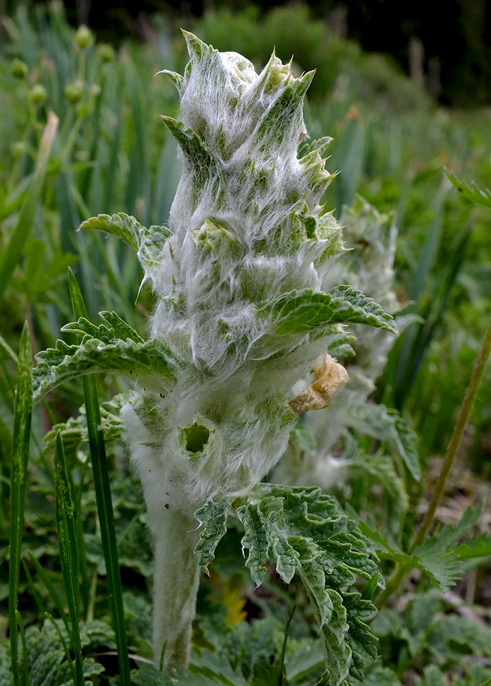 Image of Phlomoides speciosa specimen.