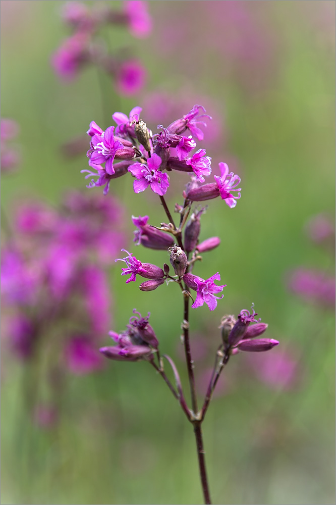 Изображение особи Viscaria vulgaris.