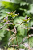 Epilobium adenocaulon. Верхушки побегов. Ленинградская обл., Ломоносовский р-н, дер. Лопухинка, берег р. Лопухинка. 22.06.2014.